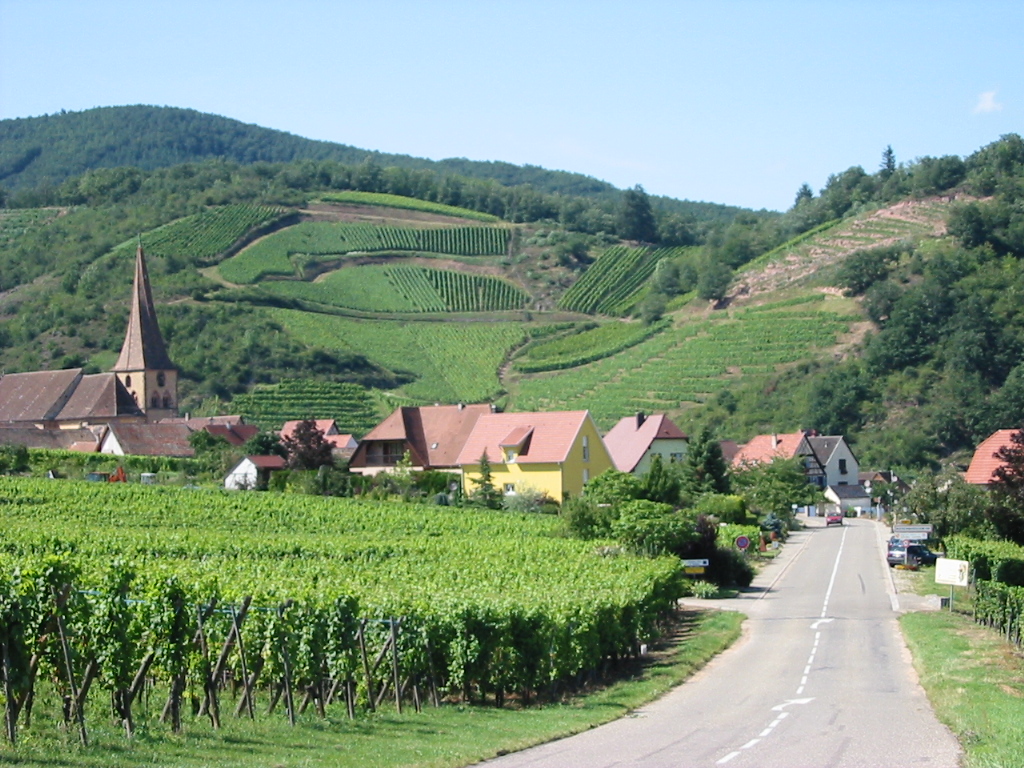 route des vins alsace