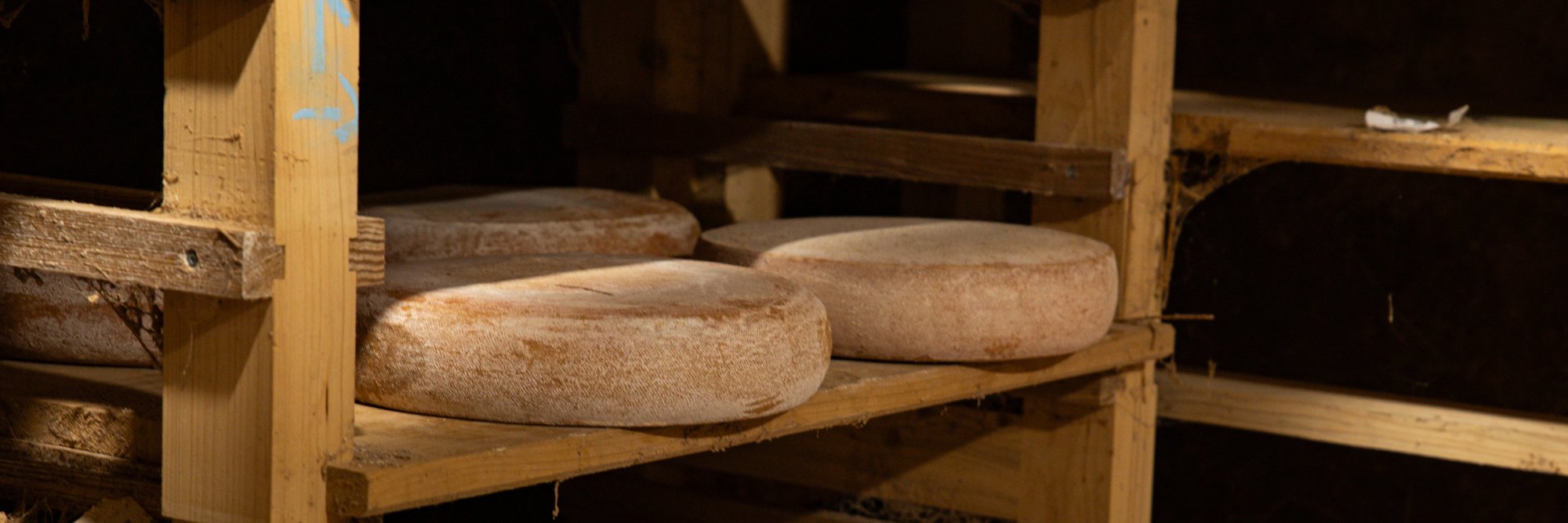Meules de fromage de Munster en cours d'affinage sur des clayettes en bois dans une cave traditionnelle